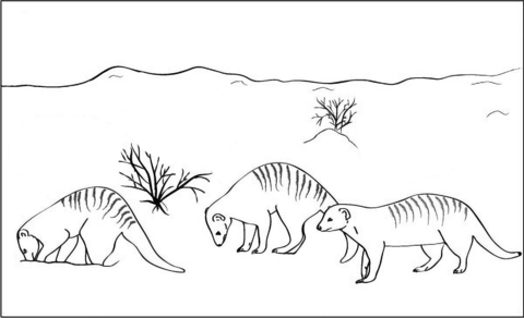 Banded Mongoose Coloring Page